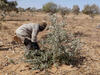 Groene_Niger_200x150.jpg