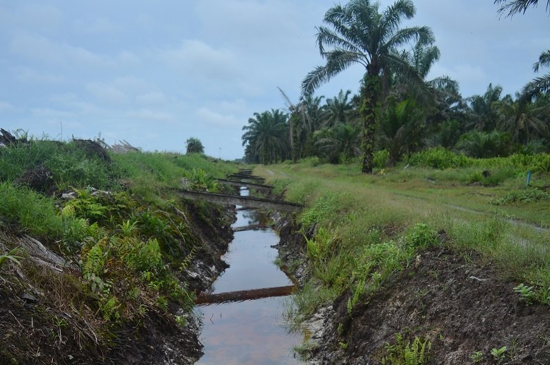 12_-_Drainage_canal_in_an_oil_palm_plantation_near_