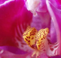 mediaitem/Orchid