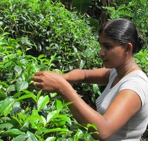 Picking_tea_from_analog_forest_1_Sri_Lanka.jpg