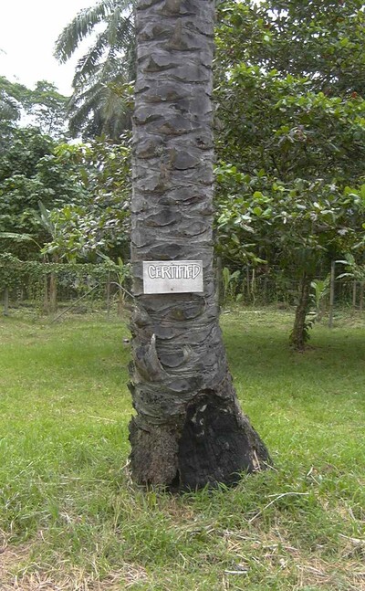 certified oil palm. Both ENDS strives for improvement of the RSPO, the most strict certicifaction for palm oil