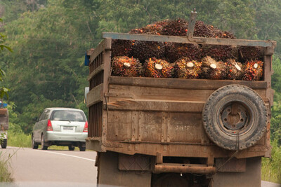 trucks are heavily loaded with oil palm fruits