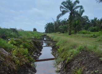 2 - Drainage canal in an oil palm plantation near Semanga