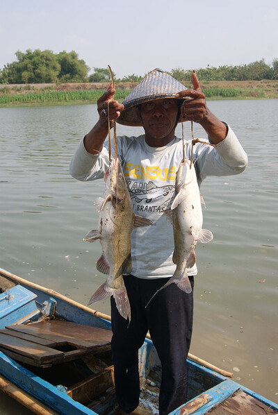 asia redtailed catfish - high economic value fish for local fishermen at brantas river