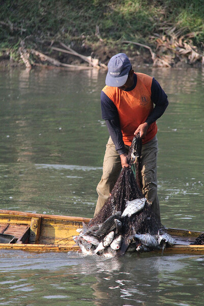 fisherman catch in the upstream of Surabaya river