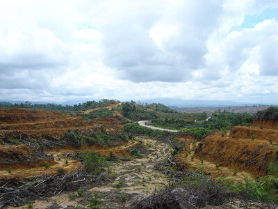 deforested area for a palmoil plantation in Indonesia