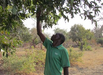 19. man plukt fruit op demonstratiesite APIL, Bissiga, Burkina Faso_klein