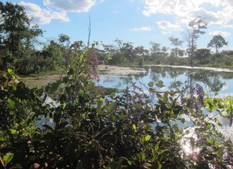 The Pantanal in normal times: water and green vegetation