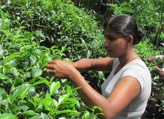 Picking_tea_from_analog_forest_1_Sri_Lanka