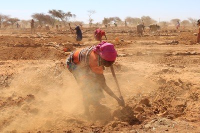 Preparing_the_soil_for_regeneration_Niger