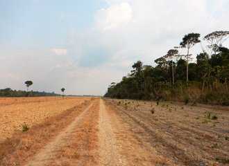 Ontbossing voor sojaplantage