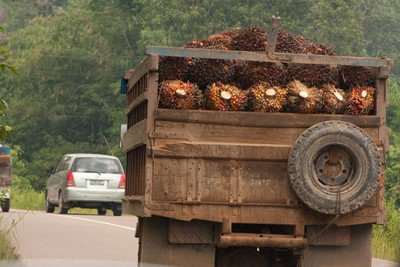 trucks are heavily loaded with oil palm fruits 