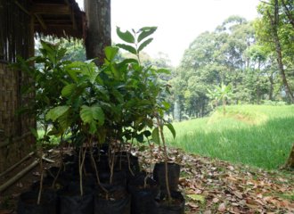 2018_GLF_tree nursery_Kasepuhan Karang Indonesia_MvR (12)