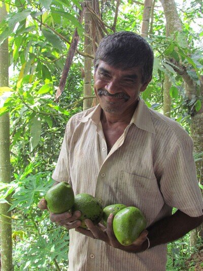 Avocado's Sri Lanka