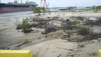 Destroyed mangrove forest on the island Tatuoca