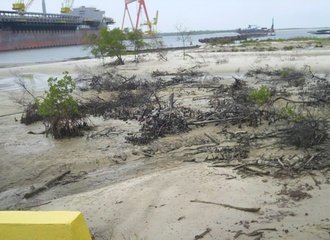 Destroyed_mangroves.jpg