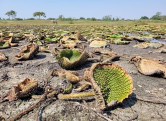 Drought in Pilar, Paraguay in 2022 Photo by Sobrevivencia