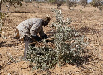 Farmer using traditional pruning techniques in Niger