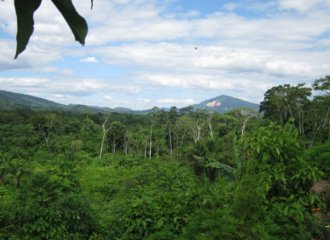 Forest_Amazon_Madidi_Bolivia_2010_MvR (2)