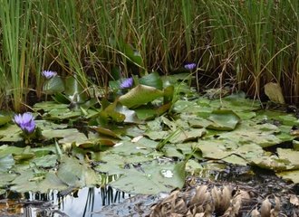 Water Lilies at Ondiri Wetland.