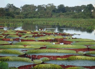 Pantanal_Raphael_Milani_Flickr_copy.gif