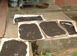 Pepper from Analog Forest drying_Sri Lanka