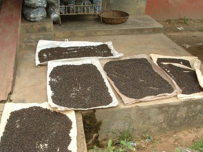 Pepper from Analog Forest drying_Sri Lanka