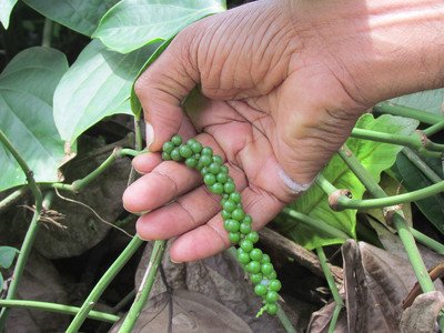 Pepper in Analog Forest_Sri Lanka