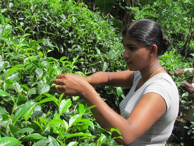 Picking tea from analog forest_1_Sri Lanka