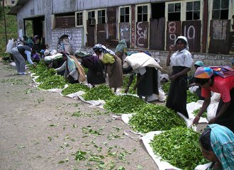 Picking tea from analog forest_Sri Lanka