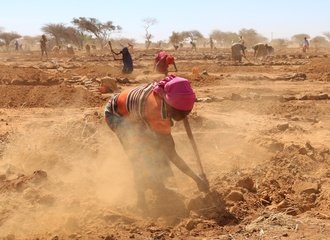 Preparing the soil for regeneration, Niger