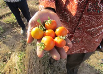 Tomatoes from the regreened sahel (Burkina Faso 2018)