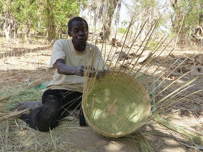Weaving baskets of palm tree material from a Farmer Managed Natural Regeneration plot in Senegal