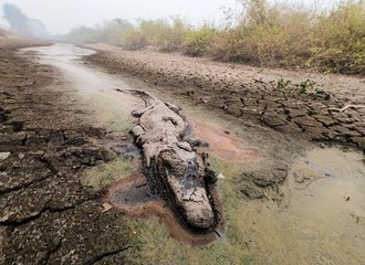 dode alligator Pantanal_2020_Foto GUSTAVO FIGUEIRÔA, SOS PANTANAL