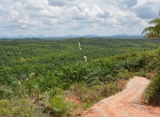 palmolieplantage West-Kalimantan, Indonesië
