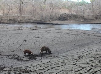 pigs in the riverbed that dried up since the dam was in use_2016