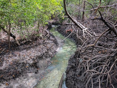 polluted river in mangrove forest near Suape