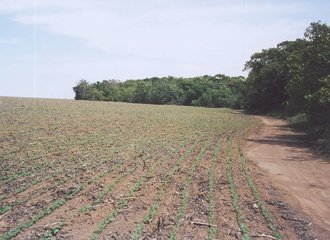 sojaplantage aan de rand van het bos. Foto van Eijk 2005