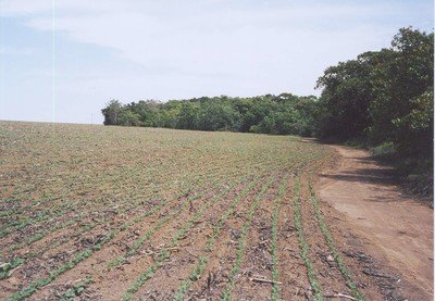 sojaplantage aan de rand van het bos. Foto van Eijk 2005