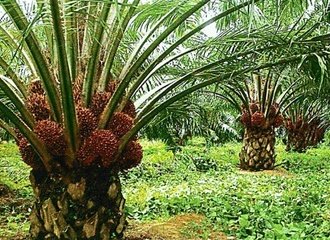 Oil palms