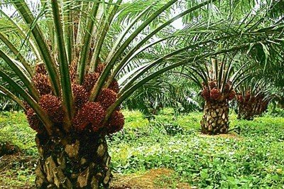 Oil palms
