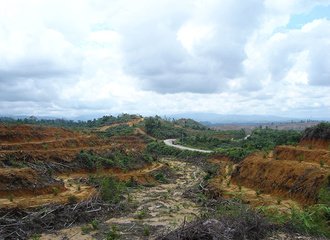 deforested area for a palmoil plantation in Indonesia