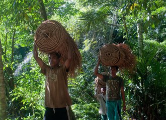 Rattan, a Non-Timber Forest Product (NTFP). NTFP's are an important source of income for local communities