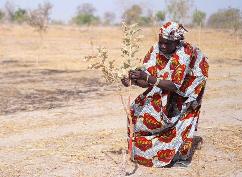 Woman in Senegal pruning a young tree