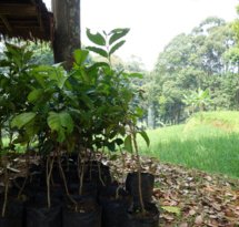 mediaitem/2018_GLF_tree_nursery_Kasepuhan_Karang_Indonesia_Mv