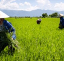 mediaitem/Flickr_photo_Vietnamese_agriculture_juiste_formaat_