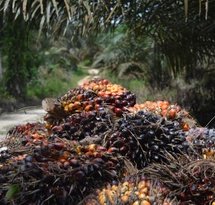 mediaitem/Palm_oil_Indonesia_Kalimantan_MRi_2019