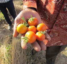 mediaitem/Tomatoes_from_the_regreened_sahel_Burkina_Faso_2018