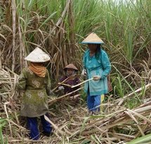 mediaitem/Vrouwen_oogsten_suikerriet_in_Surabaya_Indonesi_fot