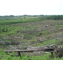 mediaitem/growing_oil_palm_in_cleared_rainforest_